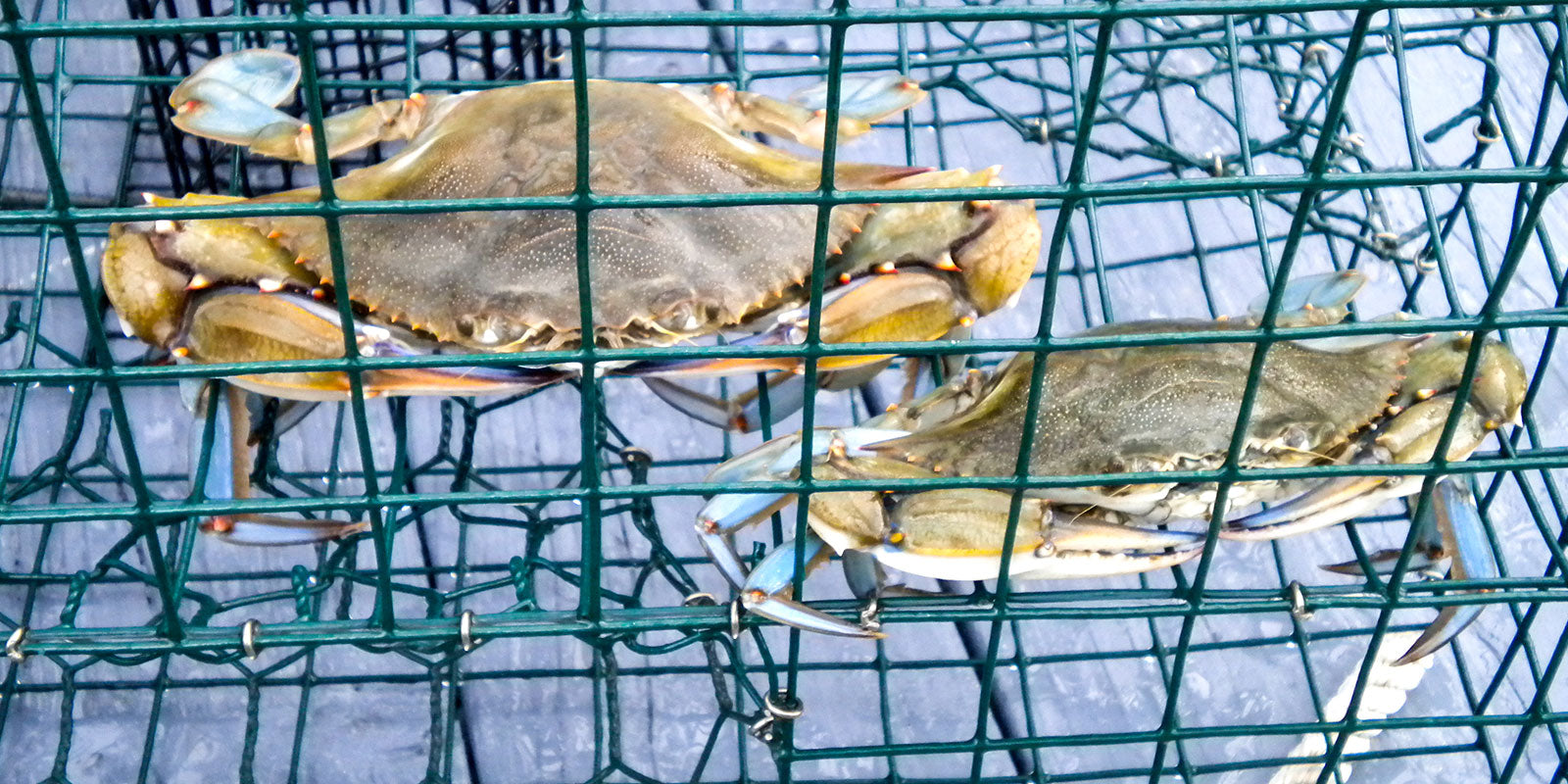 CHESAPEAKE CRABBING SUPPLIES Jumbo Crab Traps, Vinyl Wire